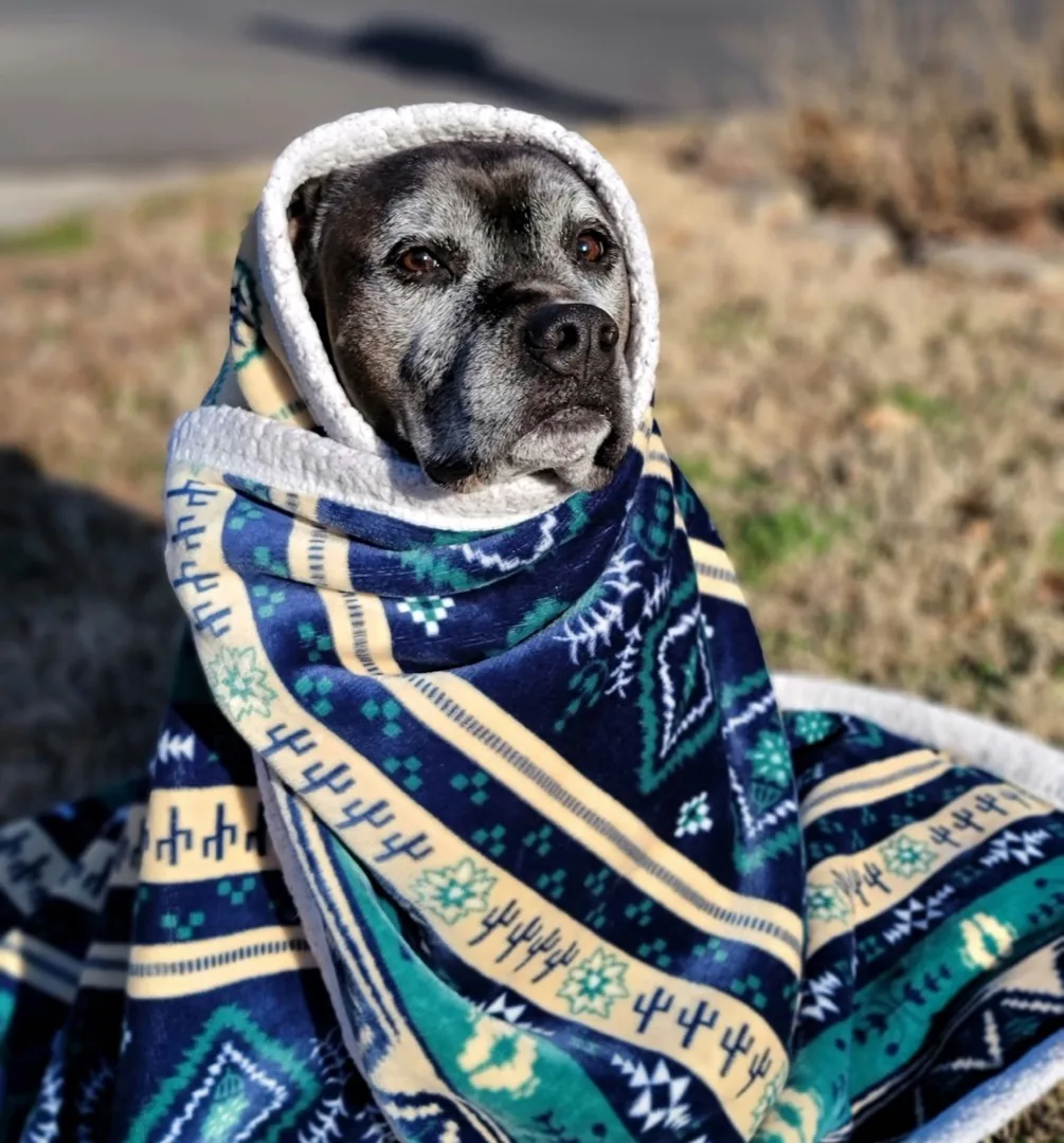 A grey-muzzled dog wrapped snugly in a patterned fleece blanket, sitting outside on dry grass